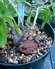 Interloper in a Flower Pot