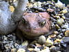 Toad Portrait