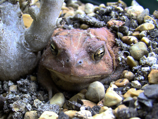 Toad Portrait