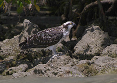 Juvenile Osprey