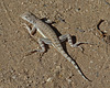 Lizard