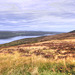 Dornoch Firth 1