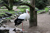 20100812 7457Aw [D~BI] Weißstorch (Ciconia ciconia), Tierpark Olderdissen, Bielefeld