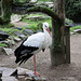 20100812 7457Aw [D~BI] Weißstorch (Ciconia ciconia), Tierpark Olderdissen, Bielefeld