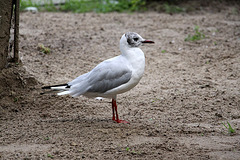 20100812 7461Aw [D~BI] Lachmöwe (Chroicocephalus ridibundus), Tierpark Olderdissen, Bielefeld