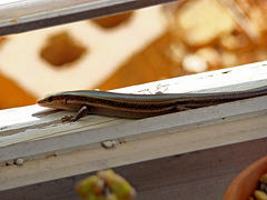 Five lined skink