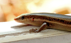 FIve lined skink