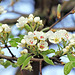 Birnbaum-Blüten