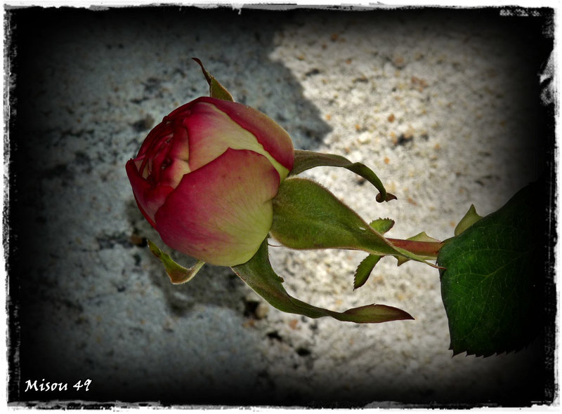 MON JARDIN