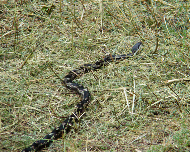 Gray rat snake