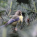 20100812 7467Aw [D~BI] Blaumeise (Cyanistes caeruleus), Tierpark Olderdissen, Bielefeld