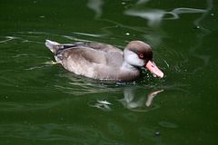 20100812 7468Aw [D~BI] Kolbenente [w] (Netta rufina), Tierpark Olderdissen, Bielefeld