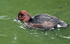 20100812 7469Aw [D~BI] Pfeifente (Anas penelope), Tierpark Olderdissen, Bielefeld