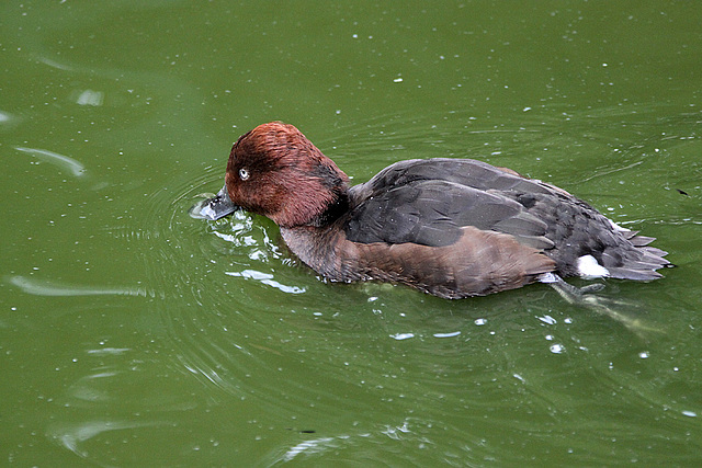 20100812 7470Aw [D~BI] Pfeifente (Anas penelope), Tierpark Olderdissen, Bielefeld