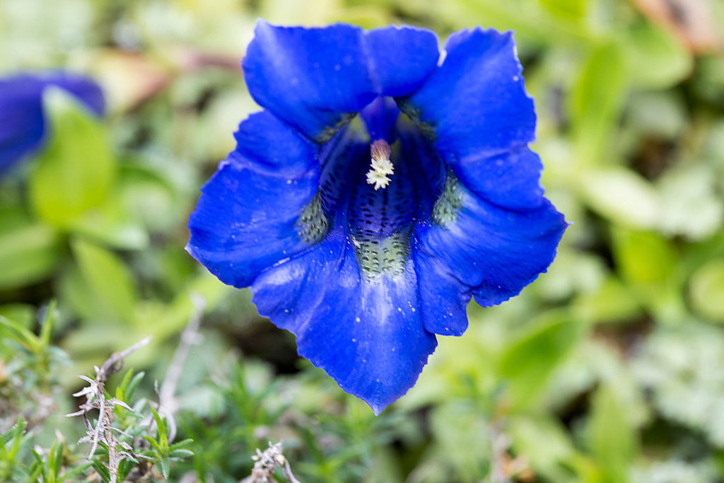 20140423 1400VRMw [D-LIP] Stengelloser Enzian (Gentiana acaulis), BS