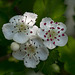 20140423 1401VRMw [D-LIP] Zweigriffeliger Weißdorn (Crataegus laevigata), UWZ, Bad Salzuflen