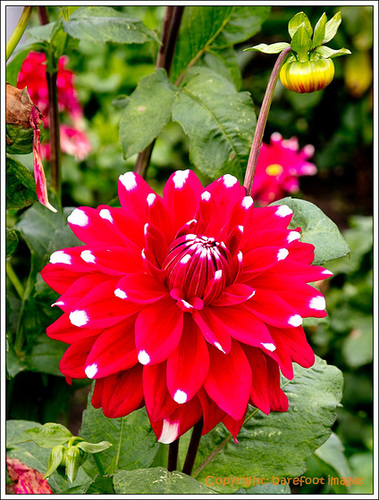 spotted dahlia