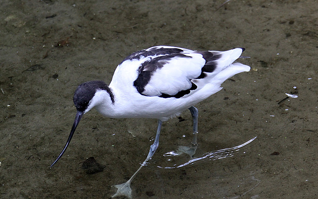 20100812 7474Aw [D~BI] Säbelschnäbler (Recurvirostra avosetta), Tierpark Olderdissen, Bielefeld