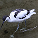 20100812 7474Aw [D~BI] Säbelschnäbler (Recurvirostra avosetta), Tierpark Olderdissen, Bielefeld