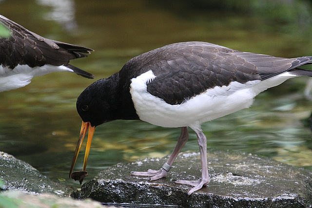 20100812 7475Aw [D~BI] Austernfischer (Haematopus ostralegus), Tierpark Olderdissen, Bielefeld