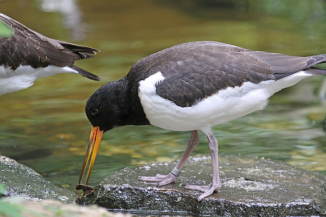 20100812 7476Aw [D~BI] Austernfischer (Haematopus ostralegus), Tierpark Olderdissen, Bielefeld