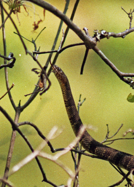 Northern Water Snake