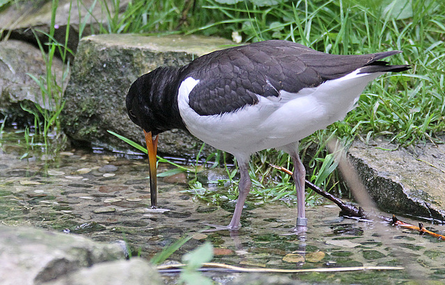 20100812 7477Aw [D~BI] Austernfischer (Haematopus ostralegus), Tierpark Olderdissen, Bielefeld