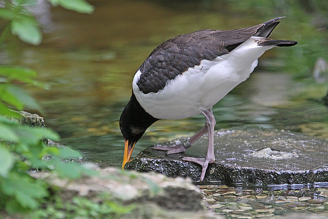 20100812 7479Aw [D~BI] Austernfischer (Haematopus ostralegus), Tierpark Olderdissen, Bielefeld