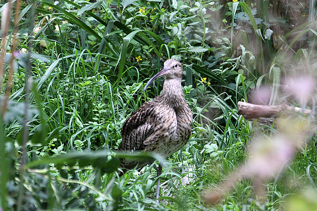 20100812 7480Aw [D~BI] Großer Brachvogel (Numenius aquata), Tierpark Olderdissen, Bielefeld