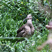 20100812 7480Aw [D~BI] Großer Brachvogel (Numenius aquata), Tierpark Olderdissen, Bielefeld