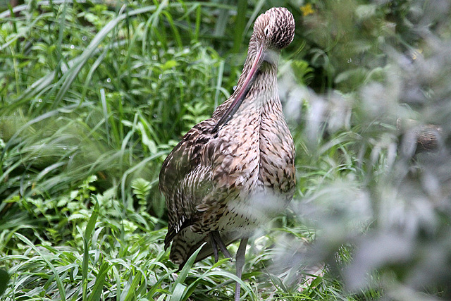 20100812 7481Aw [D~BI] Großer Brachvogel (Numenius aquata), Tierpark Olderdissen, Bielefeld