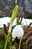 P1090027- Nivéole de printemps - Jardin  10 mars 2014