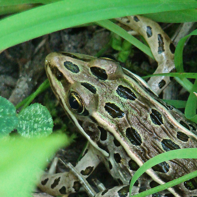 Leopard Frog