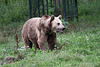 20100812 7483Aw [D~BI] Braunbärin, Tierpark Olderdissen, Bielefeld