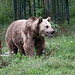 20100812 7483Aw [D~BI] Braunbärin, Tierpark Olderdissen, Bielefeld