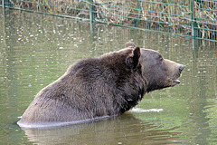 20100812 7485Aw [D~BI] Braunbär, Tierpark Olderdissen, Bielefeld