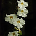 20090917-0731 Thunbergia grandiflora (Roxb. ex Rottl.) Roxb.