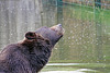 20100812 7487Aw [D~BI] Braunbär, Tierpark Olderdissen, Bielefeld