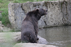 20100812 7488Aw [D~BI] Braunbär, Tierpark Olderdissen, Bielefeld