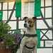 Jack Russell Terrier Rico DSC02499