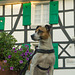 Jack Russell Terrier Rico DSC02498