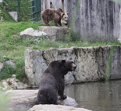 20100812 7489Aw [D~BI] Braunbär, Tierpark Olderdissen, Bielefeld