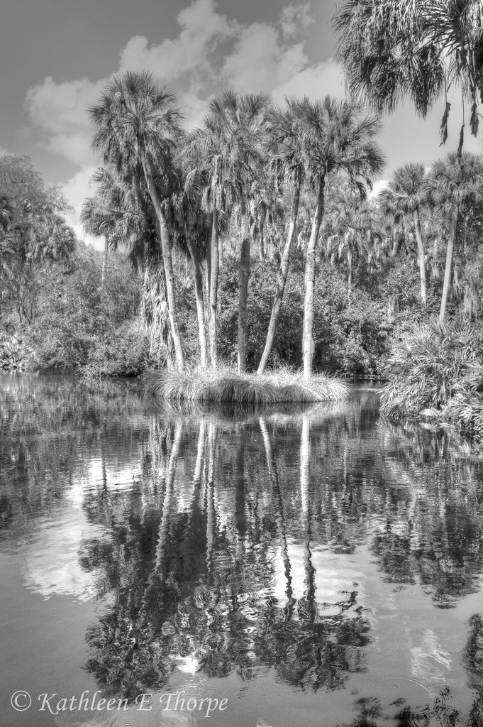 Palms and Reflections b&w 021114