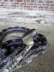 Gray Rat Snake