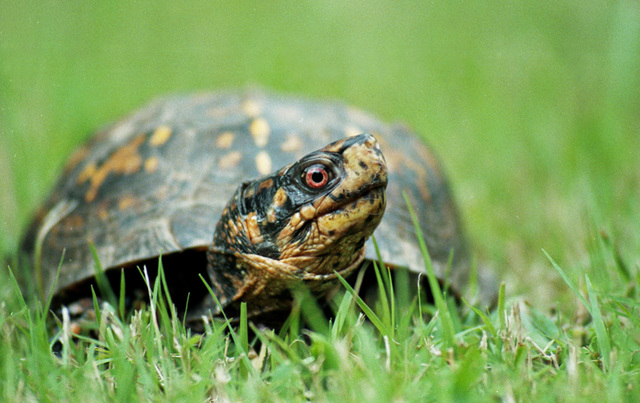 Eastern Box Turtle