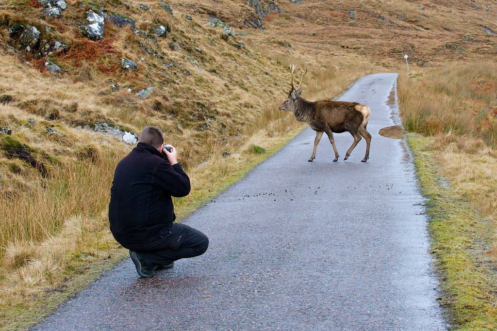 Stag Crossing