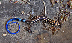 Five-lined Skink