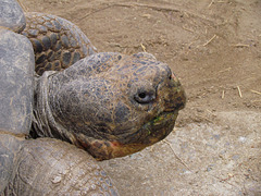 Galapagos Tortoise Portrait