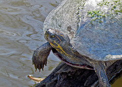 Basking Turtle