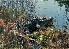 Alligator